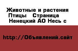 Животные и растения Птицы - Страница 2 . Ненецкий АО,Несь с.